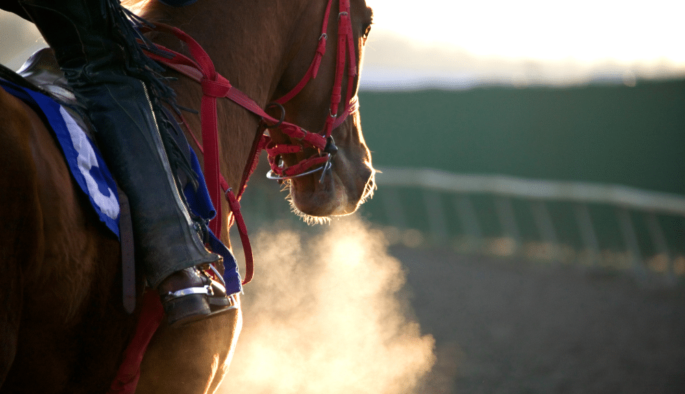 Corrida de Cavalos Apostas