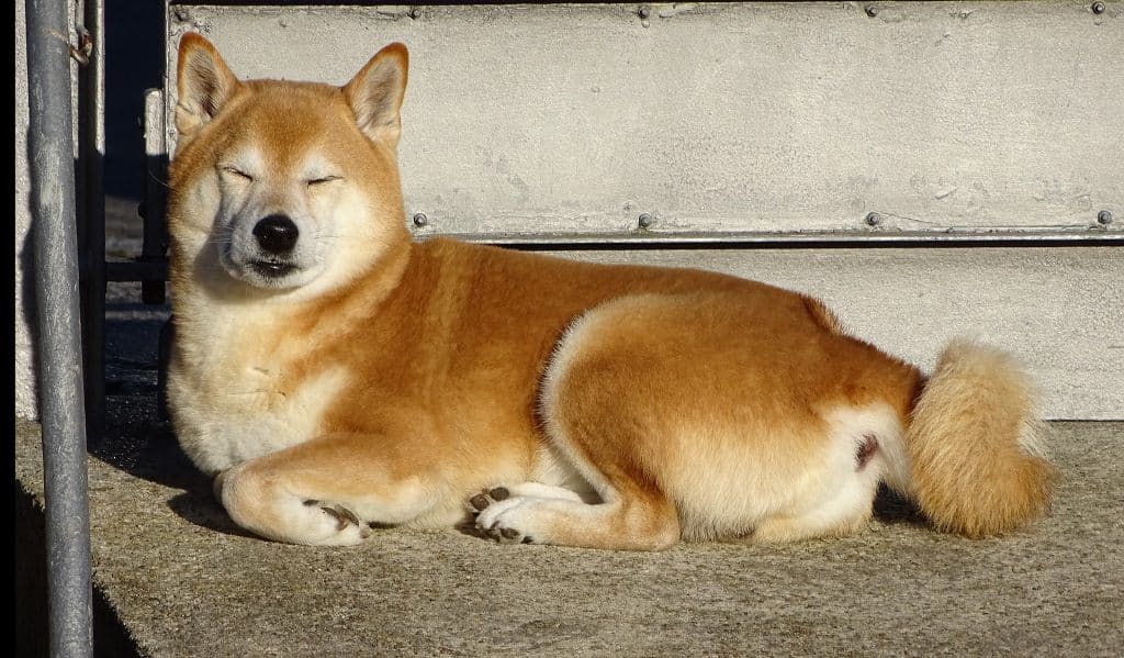 Shiba Inu