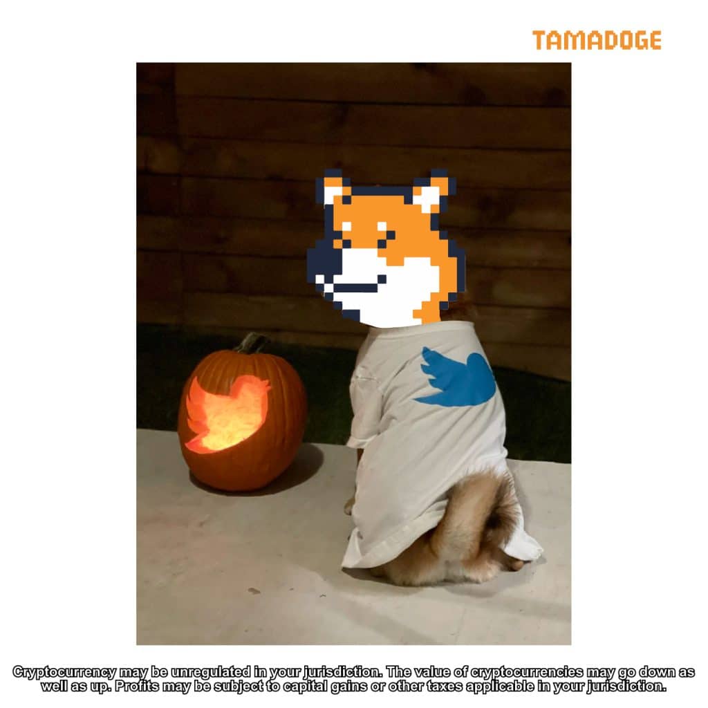 tamadoge dogecoin meme coins