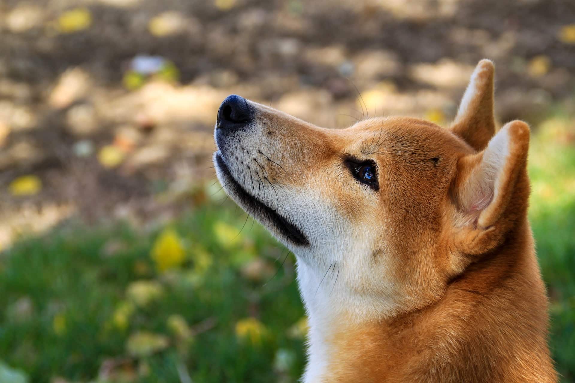 shiba inu prix de la crypto en berne