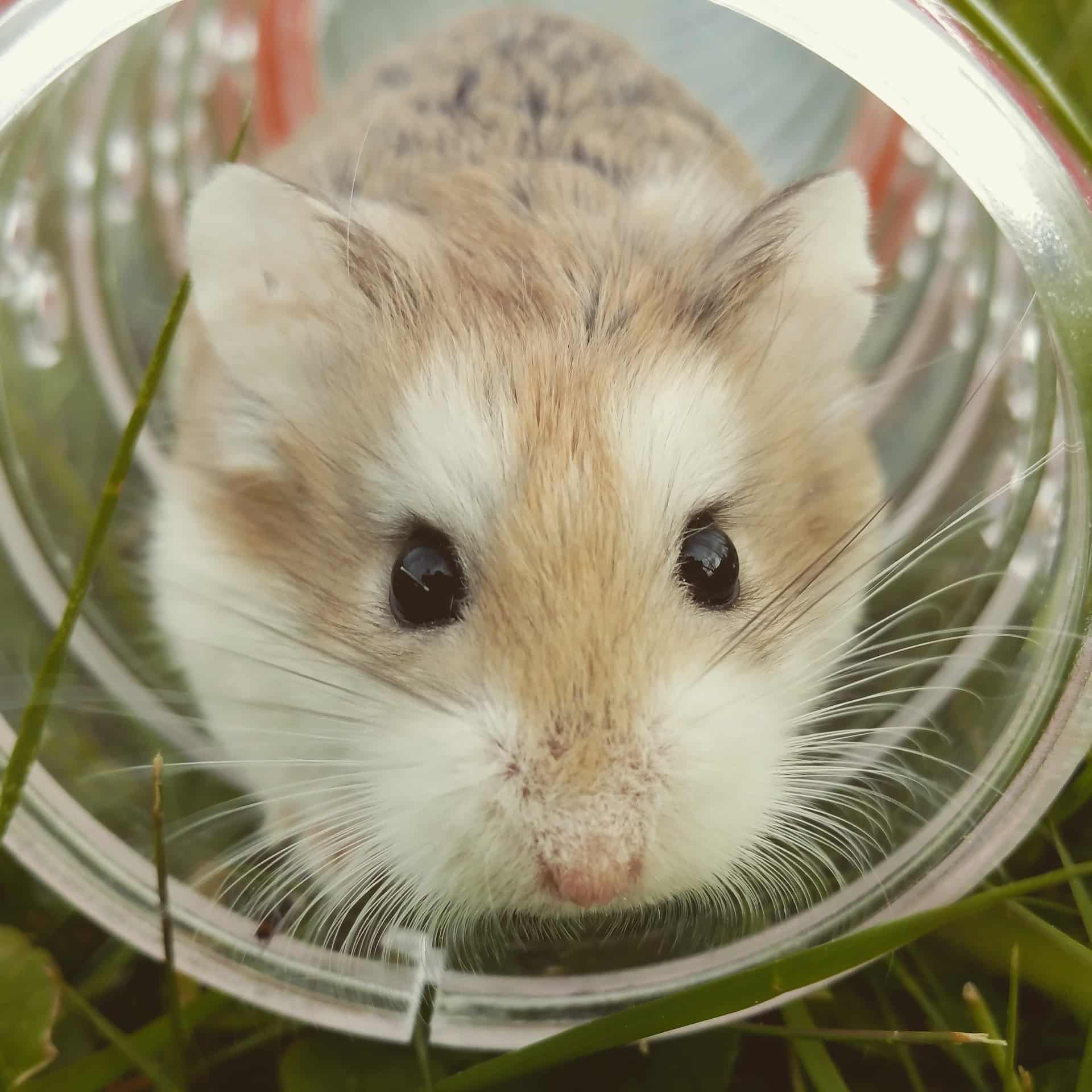 courses hamsters blockchain