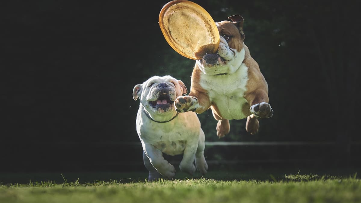 フリスビーで遊ぶ2頭のブルドッグ