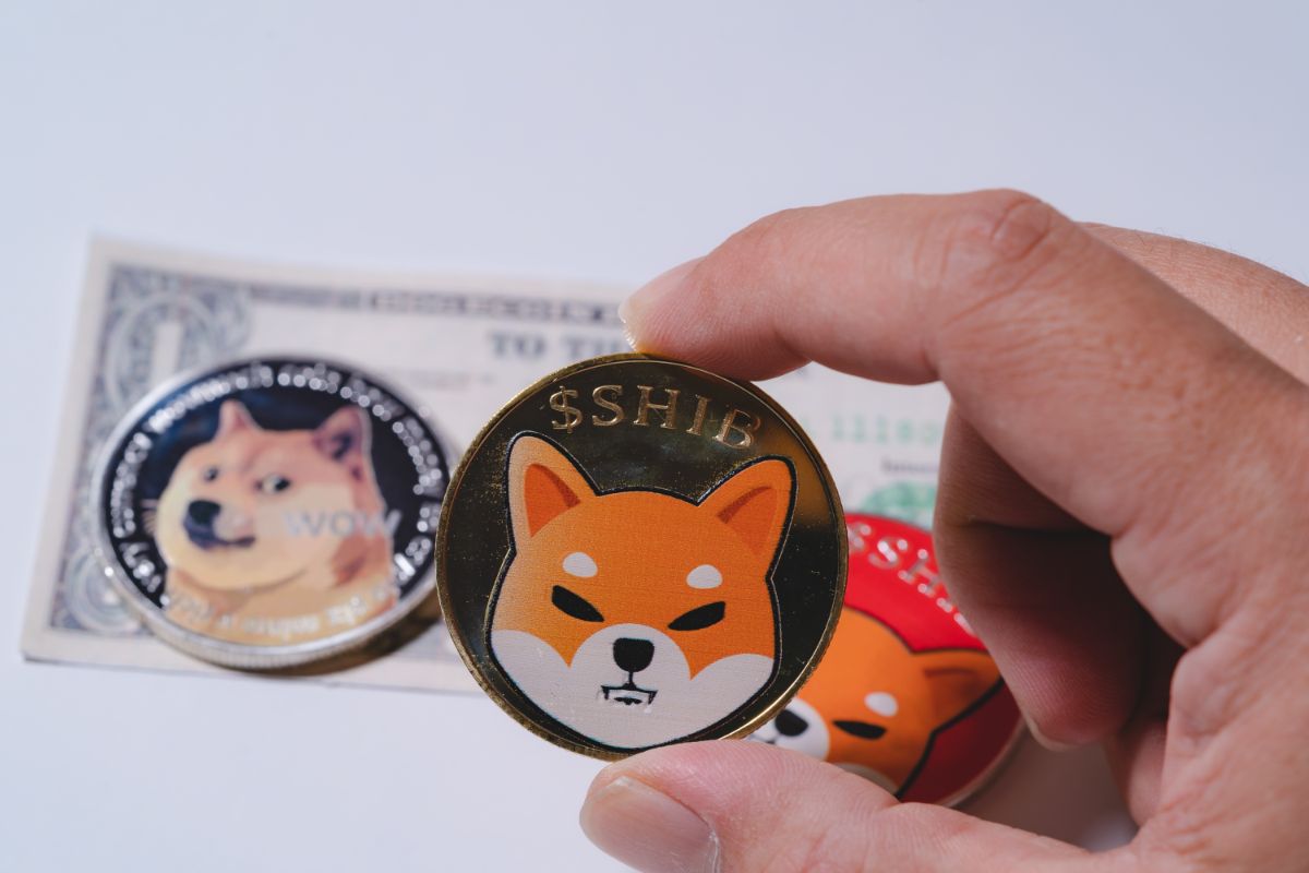 shiba