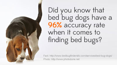 can dogs detect bed bugs