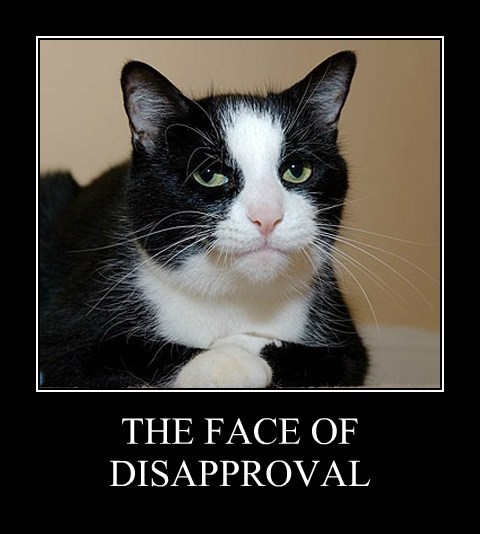 disapproving face cat
