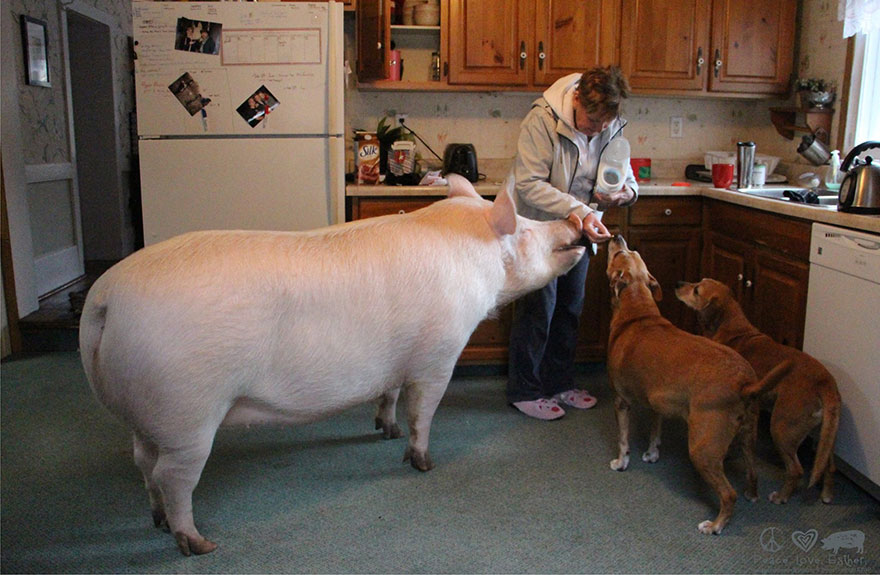 Esther The Wonder Pig Micro Pig Grows To Weigh 670 Pounds   Esther2 