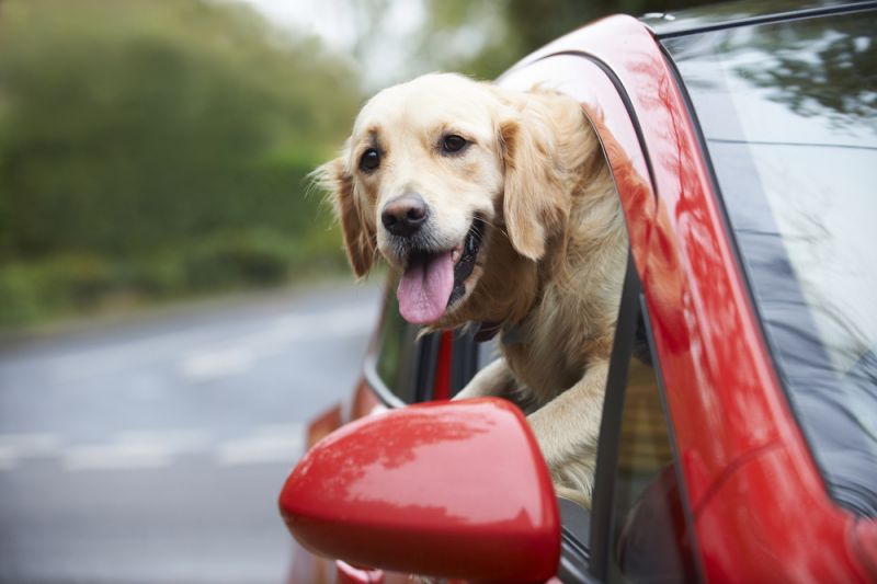 Dog in Car