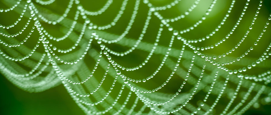 Photo of a spider web covered in dew