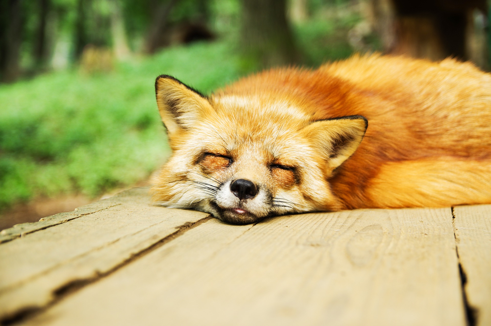 14 Hidden Firefox Functions for Browsing Like a Boss