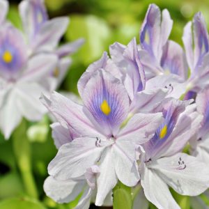 Water Hyacinth