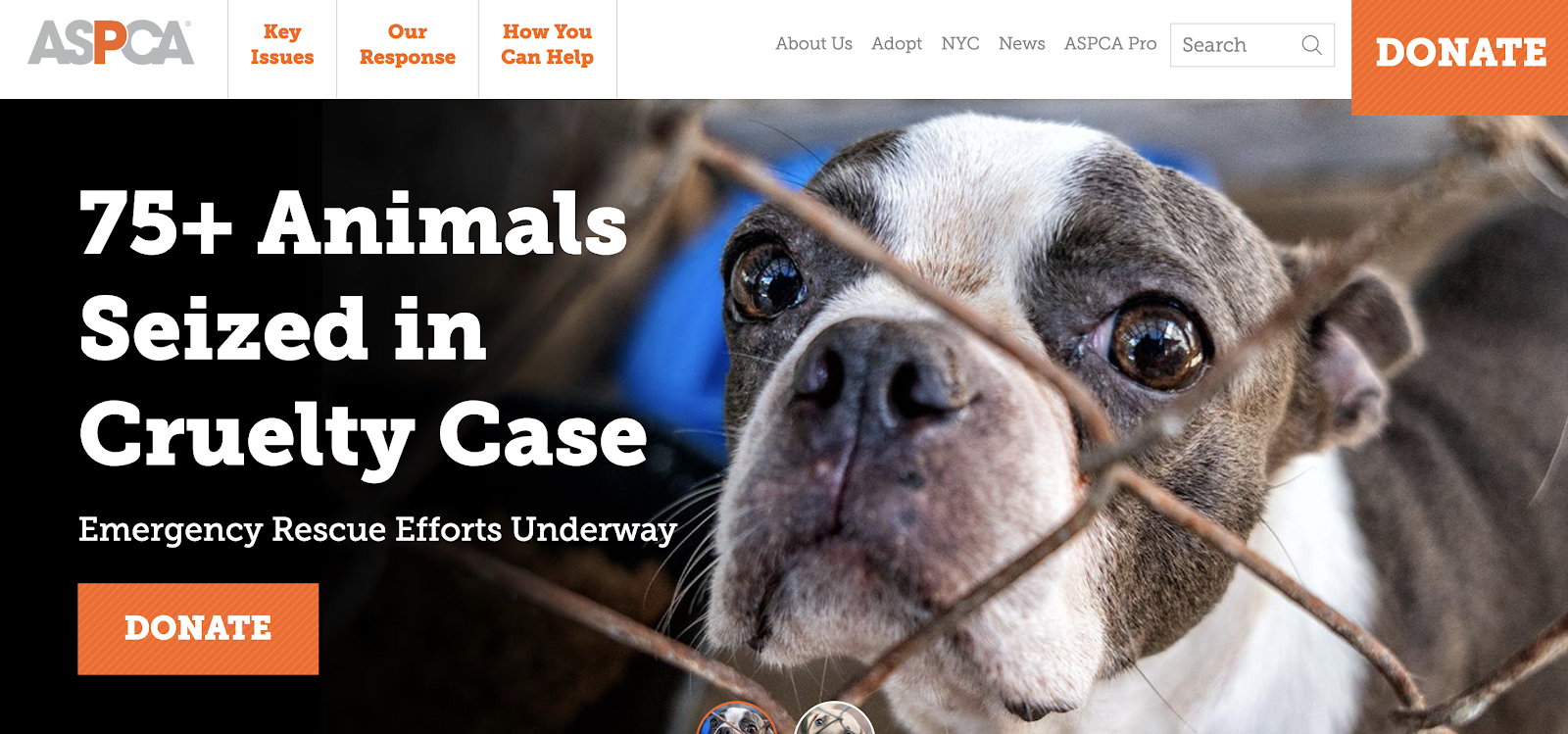 example of psychographic segmentation on ASPCA homepage.