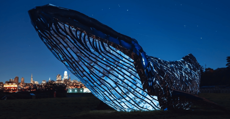 HUb's life-size whale project