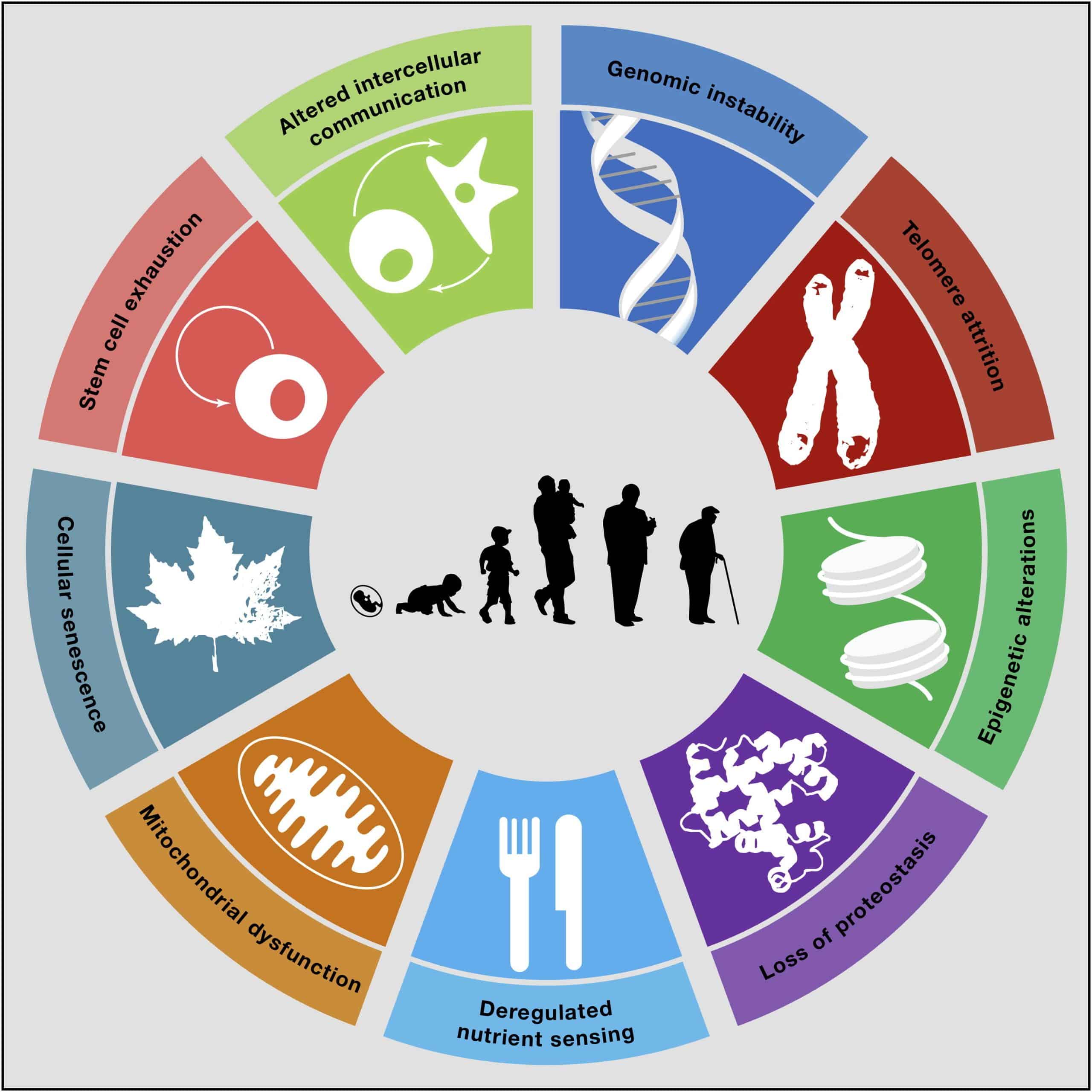 hallmarks of aging pie chart