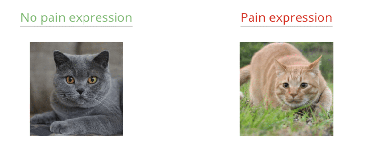 Pain detection AI for cats