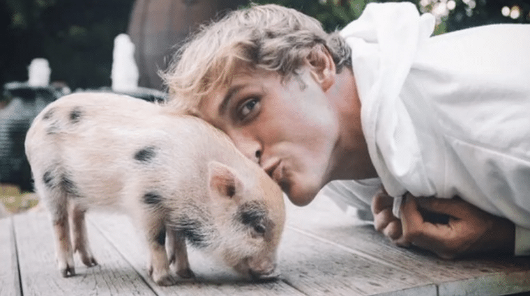 logan paul pet pig