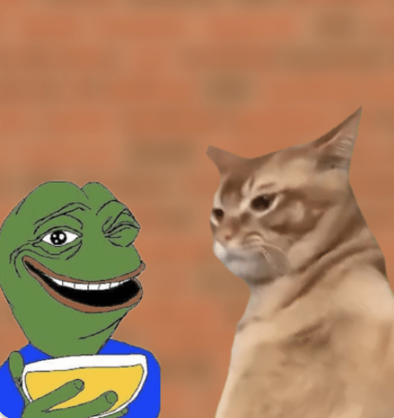 most undervalued crypto - catslap